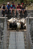 Goats by Suspension Bridge Tikhedhunga