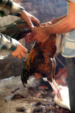 Sacrificed Chicken at Dakshinkali