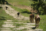 Goats on the Path near Changu Narayan