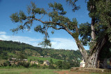 Tree and Shrine near Bhaktapur