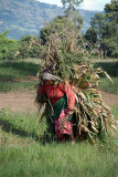 Woman Harvesting Crops near Bhaktapur