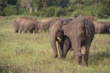 Elephants at Kaudulla