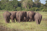 Elephants at Kaudulla