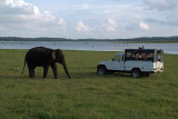 Elephant and Jeep Kaudulla