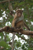 Macaque Monkey in a Tree Mihintale