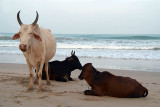 Cows on Upavelli Beach