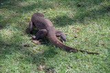 Land Monitor Polonnaruwa