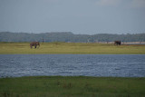 Bull Elephants across the River Kaudulla