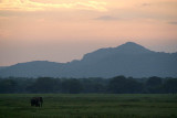 Tuskers near Sunset Kaudulla