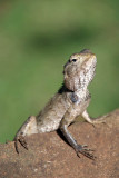 Lizzard Soaking up the Sun