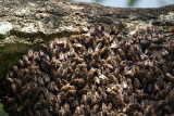 Honey Bees Kandy Botanical Gardens
