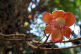 Blossom from the Cannon Ball Tree