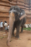 Temple Elephant at Brihadeeswarar Temple