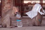Cheeky Monkeys Opening Stolen Water