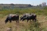 Buffalo Grazing in Bidar Fort