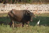 Grazing Cow and Egret Bidar