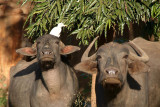 Water Buffalo in Bidar