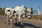 Cow and Calf Bidar