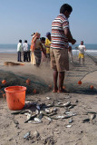 Fishermen Sorting the Catch Arambol