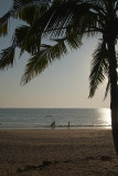 Palolem Beach and Palm Tree