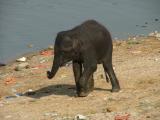 Dancing Baby Elephant