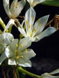 Dainty Blooms