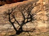 Shadow Tree