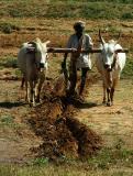 Ploughing a Crooked Furrow