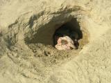 Dog in a Hole