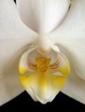 Orchid