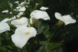 Lilies Abound