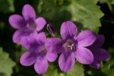 Purple Flowers