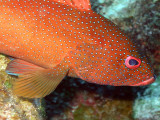 Coral Cod