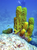 Yellow Barrel Sponge