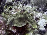 Barred Hamlet and Hard Coral