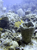 French Grunt  Barrel Sponge