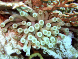 Anemone