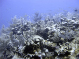 Hard and Soft Coral at Boneyard