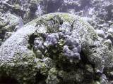 Hard Coral Cluster