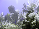 Underwater Scene at Boneyard