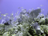 Fish Amongst the Coral