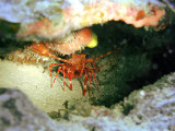 Red Banded Lobster 1