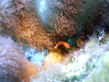 Hiding in Soft Coral