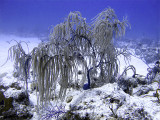 Soft Coral Tree