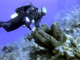 Diver and Grouper