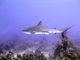 Swimming Shark 14