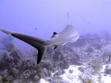 Swimming Shark 18