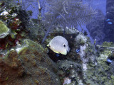 Butterfly Fish and Coral