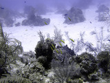 Cleaner Wrasse and Blue Chromis