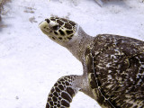 Hawksbill Turtle Close Up 3